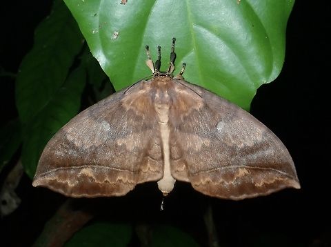 Monkey Moth - Pseudoganisa gonioptera  Monkey Moth,Moth,Palawan,Philippines,Pseudoganisa gonioptera