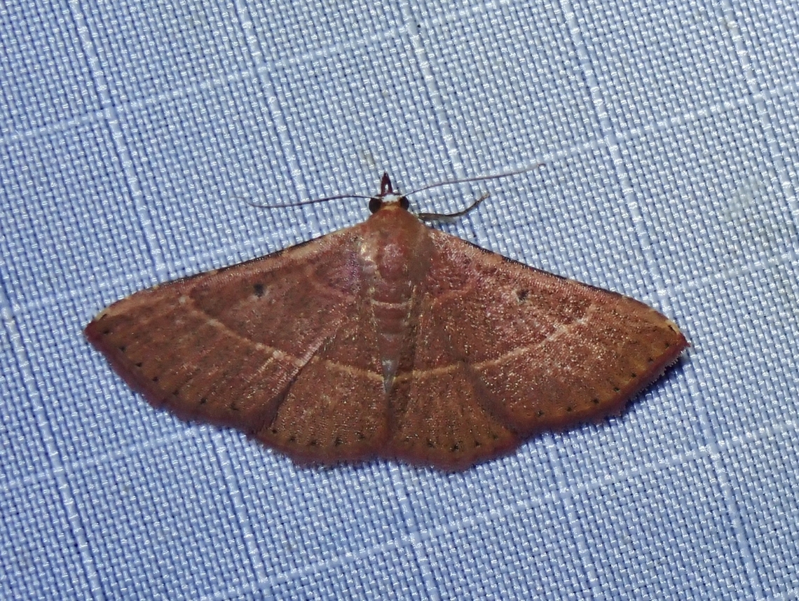 Moth - Corgatha atripuncta  Corgatha atripuncta,Malaysia,Moth,Pahang