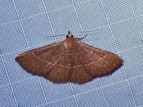 Moth - Corgatha atripuncta  Corgatha atripuncta,Malaysia,Moth,Pahang