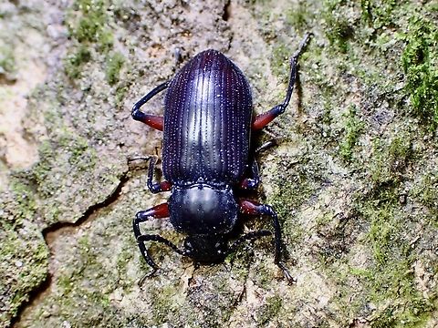 Darkling Beetle - Promethis sanguinicrus  Beetle,Darkling Beetle,Malaysia,Promethis sanguinicrus,Selangor
