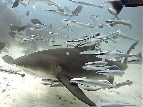 Bull host  Bull Shark,Carcharhinus leucas,Fish,Kooddoo,Maldives,Shark