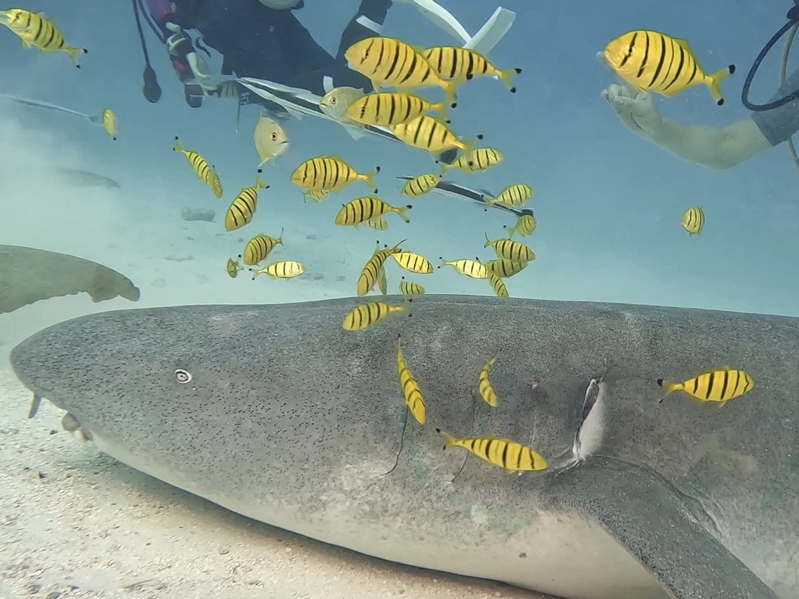 Yellow Fishies Observation on the smaller yellow fishes with black stripes. Fish,Gnathanodon speciosus,Golden Trevally,Jacks,Maldives,Trevally