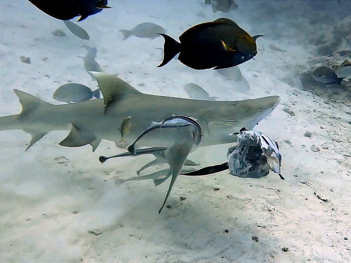 Lunch  Fish,Lemon Shark,Maldives,Male,Negaprion acutidens,Shark,Sicklefin Lemon Shark