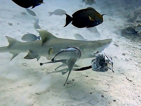 Lunch  Fish,Lemon Shark,Maldives,Male,Negaprion acutidens,Shark,Sicklefin Lemon Shark