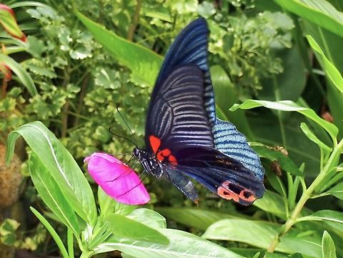 Great Mormon - Papilio agenor  Butterfly,Great Mormon,Kelantan,Malaysia,Papilio agenor,The Great Mormon
