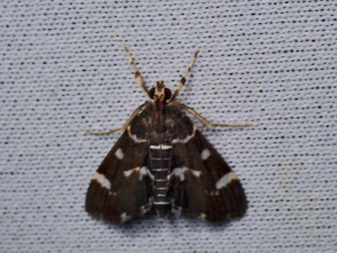 Moth - Hymenia perspectalis  Hymenia perspectalis,Malaysia,Moth,Sabah,Spotted Beet Webworm Moth