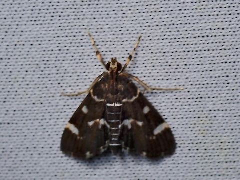 Moth - Hymenia perspectalis  Hymenia perspectalis,Malaysia,Moth,Sabah,Spotted Beet Webworm Moth