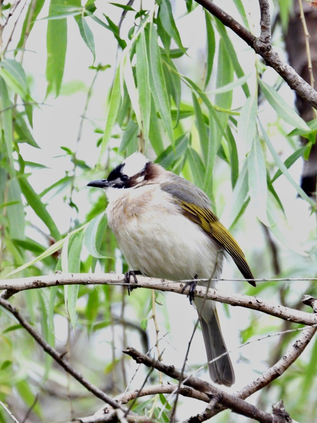 Light-Vented Bulbul - Pycnonotus sinensis            Bird,Bulbul,China,Light-Vented Bulbul,Pycnonotus sinensis,Shanghai