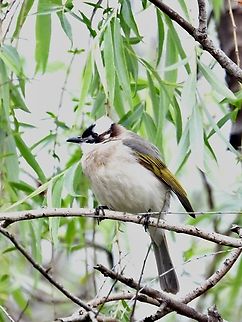 Light-Vented Bulbul - Pycnonotus sinensis            Bird,Bulbul,China,Light-Vented Bulbul,Pycnonotus sinensis,Shanghai