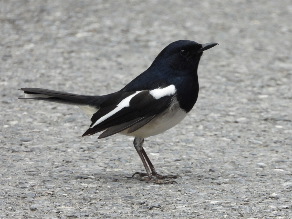 Oriental Magpie - Pica serica            Bird,China,Magpie,Oriental magpie,Pica serica,Shanghai