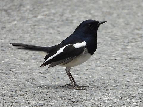 Oriental Magpie - Pica serica            Bird,China,Magpie,Oriental magpie,Pica serica,Shanghai