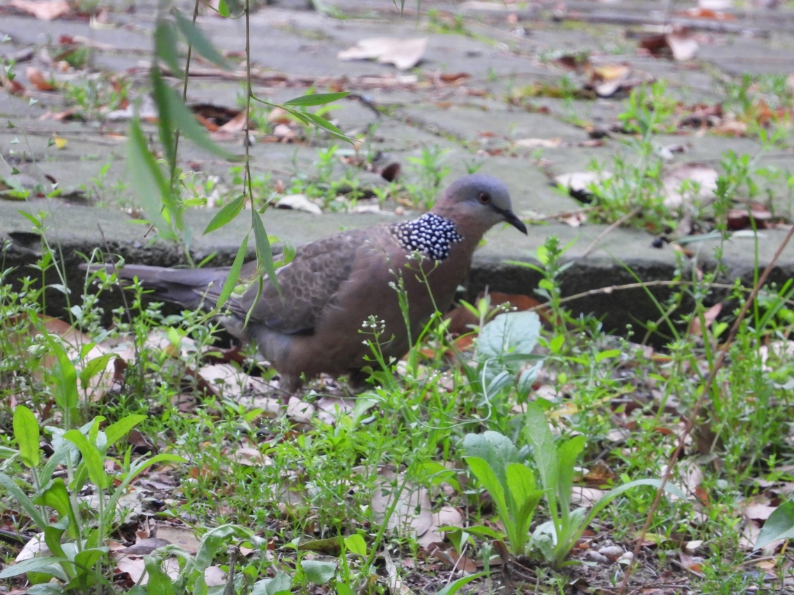 Spotted Dove - Spilopelia chinensis            Bird,China,Dove,Shanghai,Spilopelia chinensis,Spotted Dove