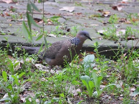 Spotted Dove - Spilopelia chinensis            Bird,China,Dove,Shanghai,Spilopelia chinensis,Spotted Dove