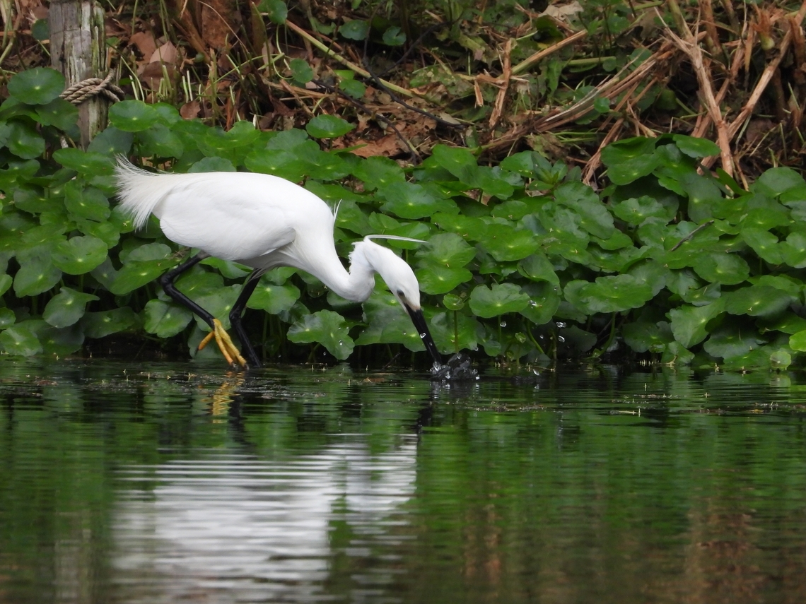 Litle Egret - Egretta garzetta            Bird,China,Egret,Egretta garzetta,Little Egret,Shanghai