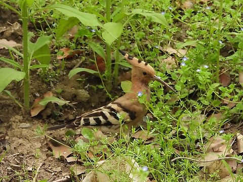 Common Hoopoe - Upupa epops            Bird,China,Common Hoopoe,Hoopoe,Shanghai,Upupa epops
