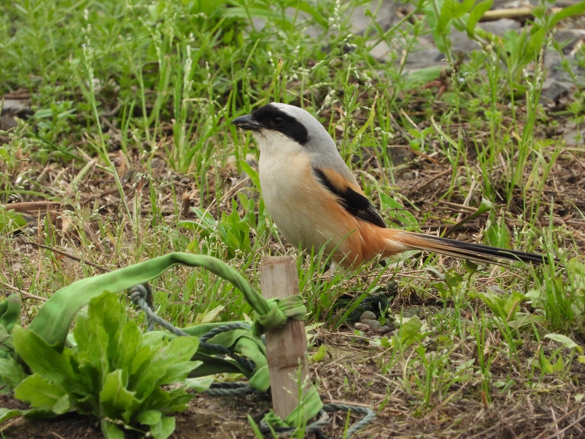 Long-Tailed Shrike - Lanius schach            Bird,China,Lanius schach,Long-Tailed Shrike,Shanghai,Shrike