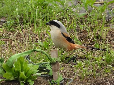 Long-Tailed Shrike - Lanius schach Bird,China,Lanius schach,Long-Tailed Shrike,Shanghai,Shrike