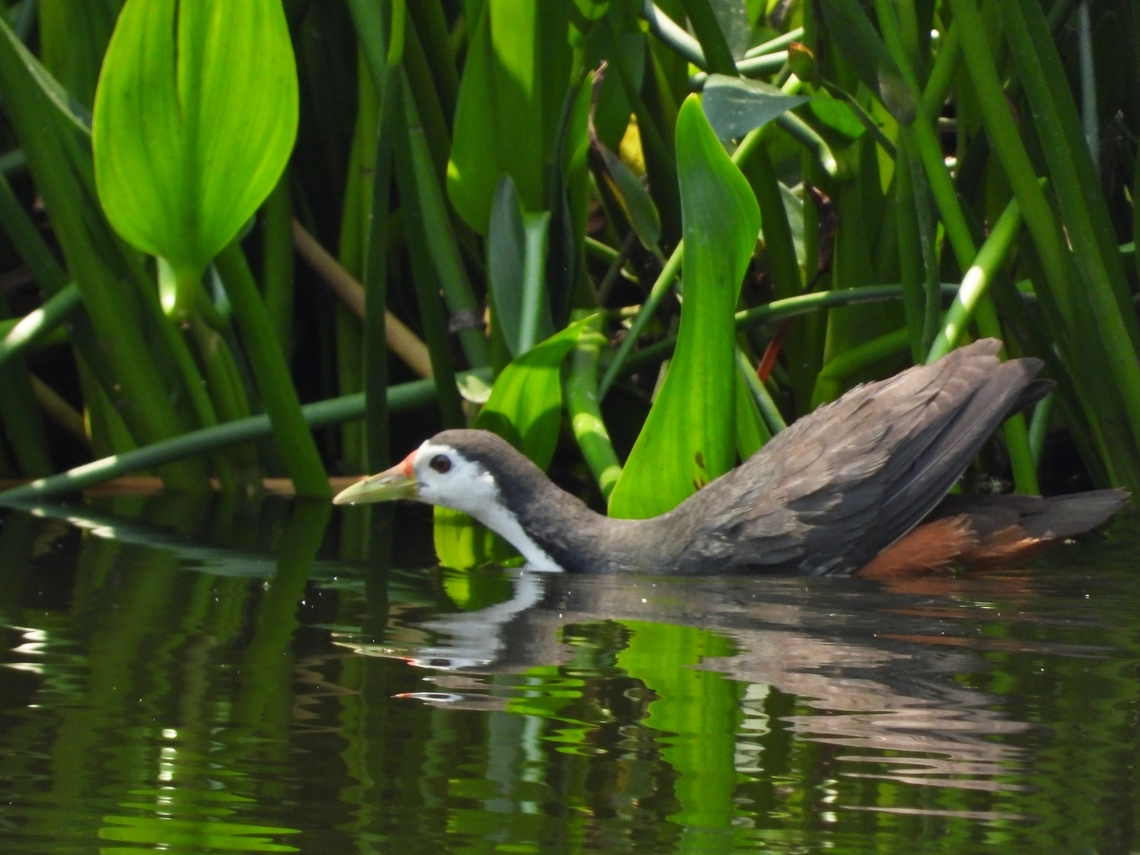 White-Breasted Waterhen - Amaurornis phoenicurus            Amaurornis phoenicurus,Bird,China,Hen,Shanghai,Waterhen,White-Breasted Waterhen