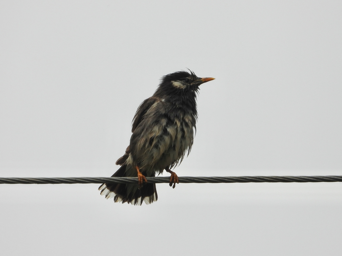 White-Cheeked Starling - Spodiopsar cineraceus            Bird,China,Shanghai,Spodiopsar cineraceus,Starling,White-Cheeked Starling