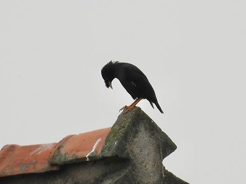 Crested Myna - Acridotheres cristatellus            Acridotheres cristatellus,Bird,China,Crested Myna,Myna,Shanghai