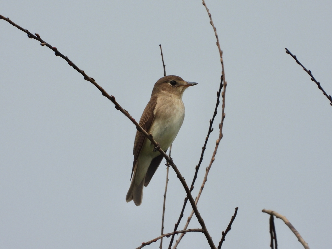 Asian Brown Flycatcher - Muscicapa dauurica            Asian Brown Flycatcher,Bird,Brown Flycatcher,China,Flycatcher,Muscicapa latirostris,Shanghai