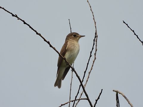 Asian Brown Flycatcher - Muscicapa dauurica            Asian Brown Flycatcher,Bird,Brown Flycatcher,China,Flycatcher,Muscicapa latirostris,Shanghai