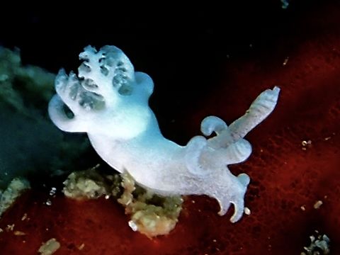 Nudibranch - Trapania lemnalioides  Cebu,Malapascua,Nudibranch,Philippines,Trapania lemnalioides
