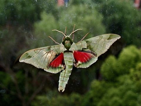 Sphinx Moth - Callambulyx tatarinovii  Callambulyx tatarinovii,China,Moth,Shanghai,Sphinx Moth