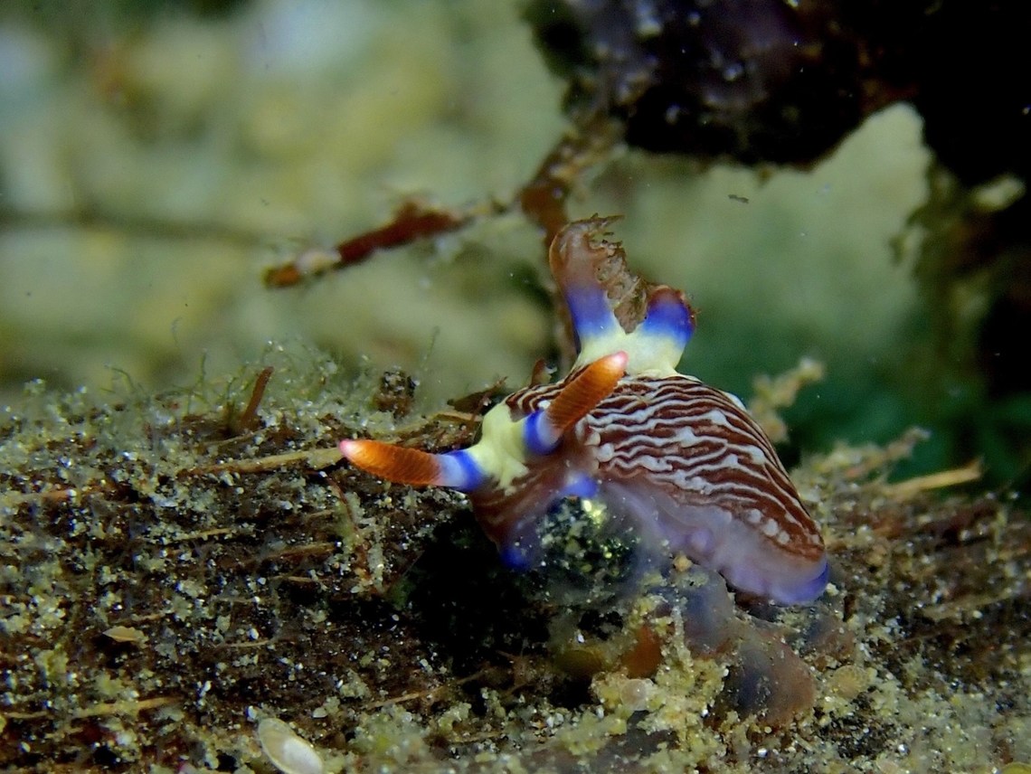 Livingstone Nudibranch  Anilao,Batangas,Nembrotha livingstonei,Nudibranch,Philippines