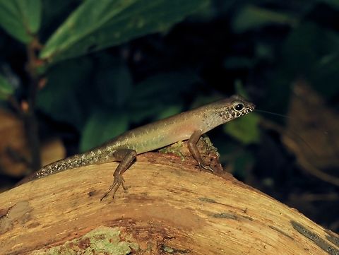 Sabah Slender Skink - Sphenomorphus sabanus  Malaysia,Sabah,Sabah Slendere Skink,Skink,Slender Skink,Sphenomorphus sabanus
