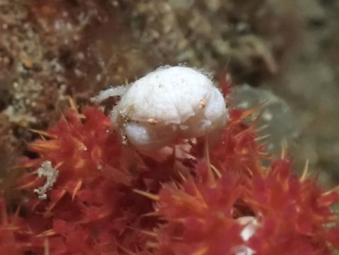 Round Crab - Calvactaea tumida  Anilao,Batangas,Calvactaea tumida,Crab,Philippines,Round Crab