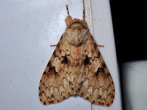 Tussock Moth - Lymantria inordinata  Lymantria inordinata,Malaysia,Moth,Sabah,Tussock Moth