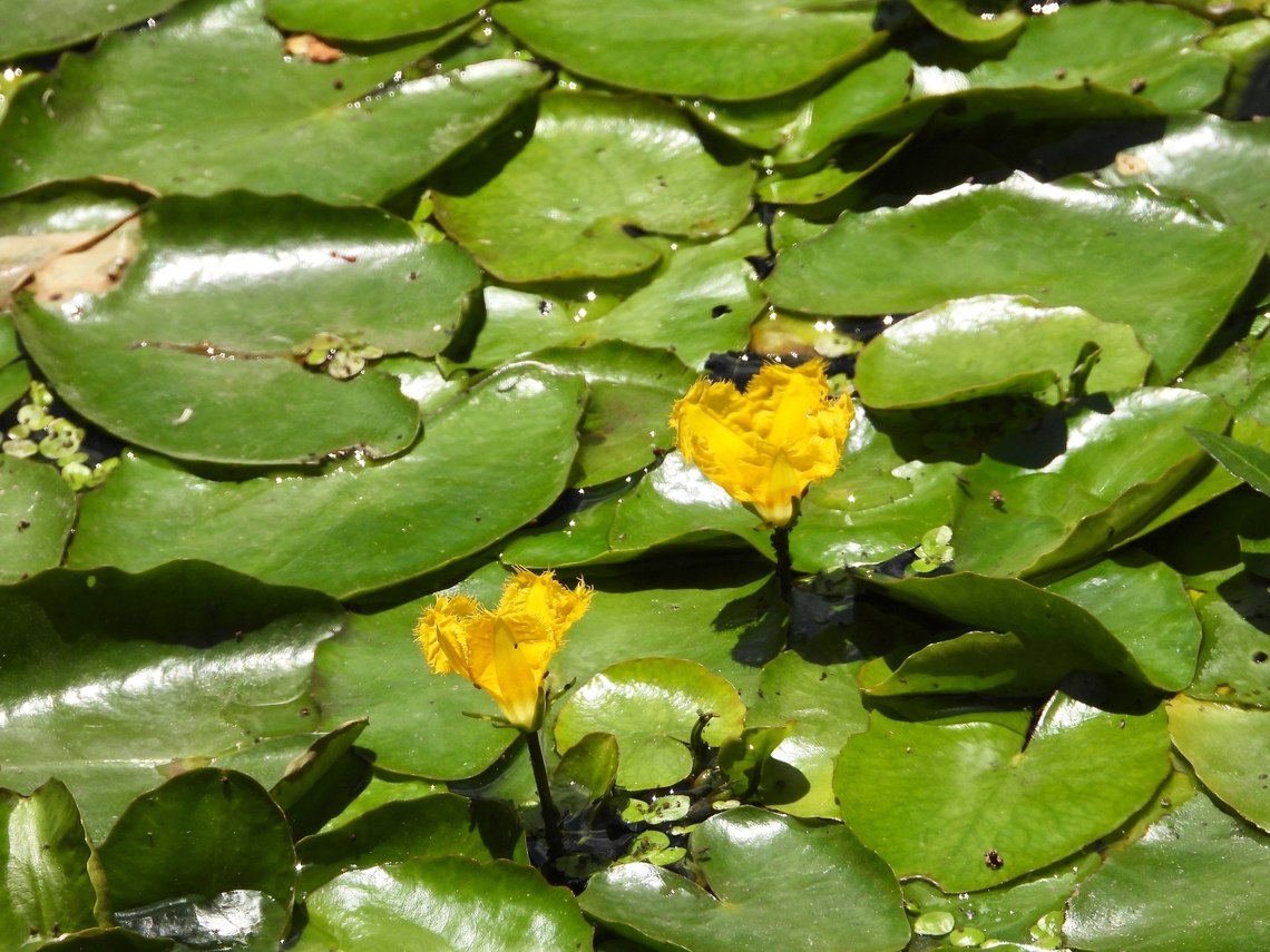 Water Fringed - Nymphoides peltata            China,Flower,Fringed Water Lily,Nymphoides peltata,Shanghai,Water Fringed