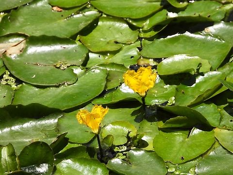 Water Fringed - Nymphoides peltata            China,Flower,Fringed Water Lily,Nymphoides peltata,Shanghai,Water Fringed