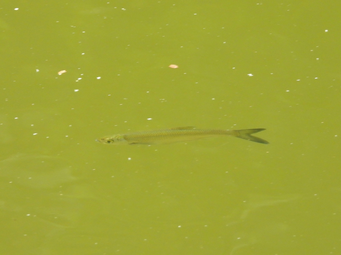 Sharpbelly - Hemiculter leucisculus            China,Fish,Hemiculter leucisculus,Shanghai,Sharpbelly