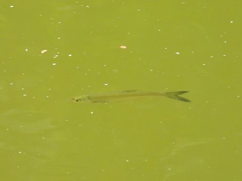 Sharpbelly - Hemiculter leucisculus            China,Fish,Hemiculter leucisculus,Shanghai,Sharpbelly