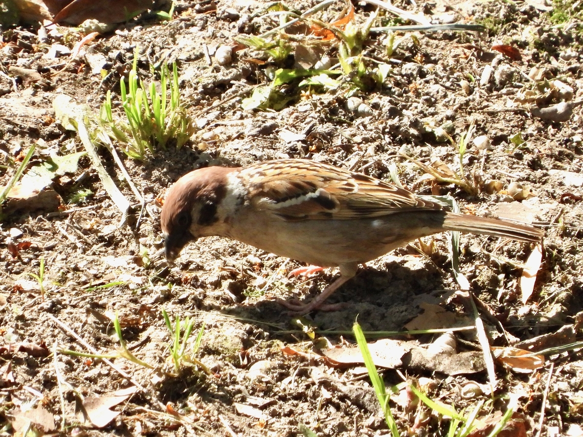 Tree Sparrow - Passer montanus            Bird,China,Eurasian Tree Sparrow,Passer montanus,Shanghai,Sparrow