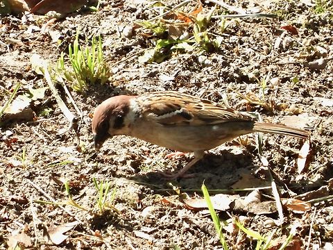 Tree Sparrow - Passer montanus            Bird,China,Eurasian Tree Sparrow,Passer montanus,Shanghai,Sparrow
