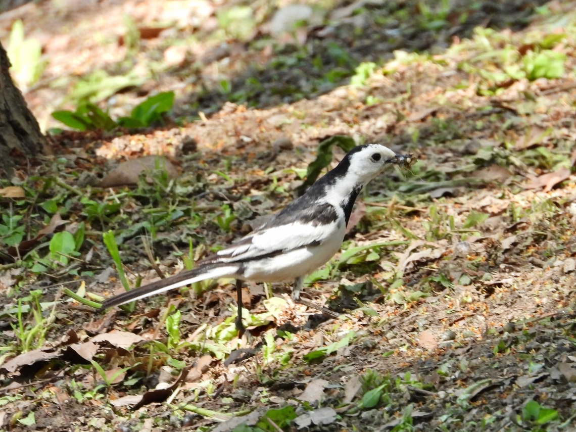 Amur Wagtail - Motacilla alba leucopsis Sub-species - Motacilla alba leucopsis Amur Wagtail,Bird,China,Motacilla alba,Motacilla alba leucopsis,Shanghai,Wagtail,White Wagtail