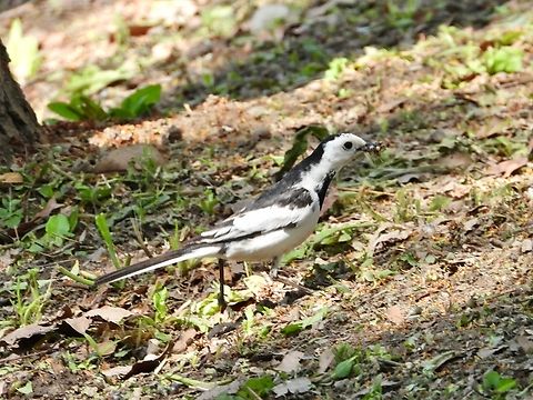 Amur Wagtail - Motacilla alba leucopsis Sub-species - Motacilla alba leucopsis Amur Wagtail,Bird,China,Motacilla alba,Motacilla alba leucopsis,Shanghai,Wagtail,White Wagtail