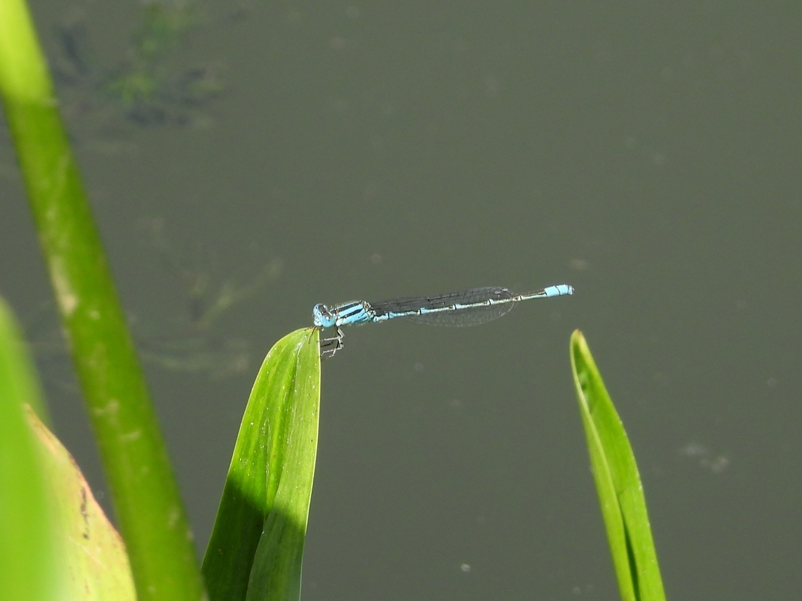 Eastern Lilysquatter - Paracercion melanotum            China,Damselfly,Eastern Lilysquatter,Lilysquatter,Paracercion melanotum,Shanghai