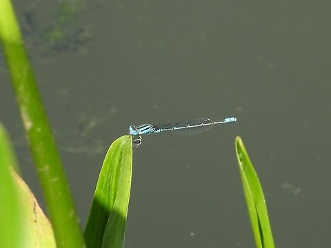 Eastern Lilysquatter - Paracercion melanotum            China,Damselfly,Eastern Lilysquatter,Lilysquatter,Paracercion melanotum,Shanghai