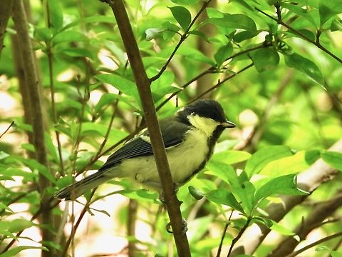 Japanese Tit - Parus minor            Bird,China,Japanese Tit,Parus minor,Shanghai,Tit