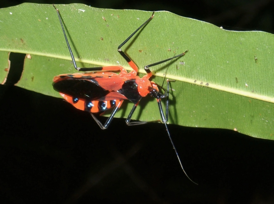 Assassin Bug - Eulyes illustris  Assassin Bug,Eulyes illustris,Palawan,Philippines