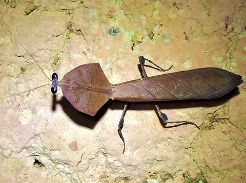 Dead Leaf Mantis - Deroplatys truncata  Dead Leaf Mantis,Deroplatys truncata,Malaysia,Mantis,Praying Mantis,Sabah