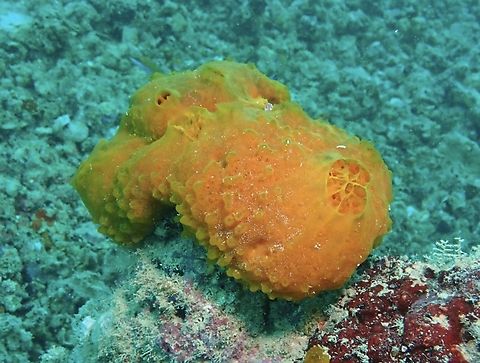Sea Sponge - Aaptos suberitoides  Aaptos suberitoides,Mabul,Malaysia,Sabah,Sea Sponge