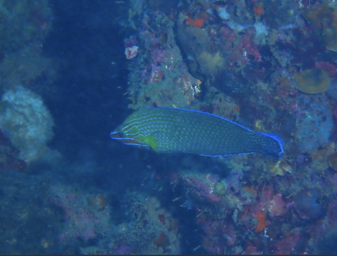 Richmond's Wrasse - Halichoeres richmondi  Anilao,Batangas,Fish,Halichoeres richmondi,Philippines,Richmond's Wrasse,Wrasse