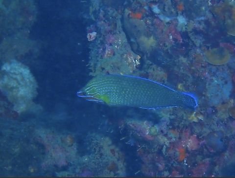 Richmond's Wrasse - Halichoeres richmondi  Anilao,Batangas,Fish,Halichoeres richmondi,Philippines,Richmond's Wrasse,Wrasse