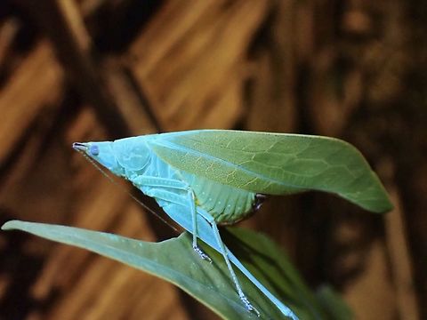 Stylomolpa angustipennis