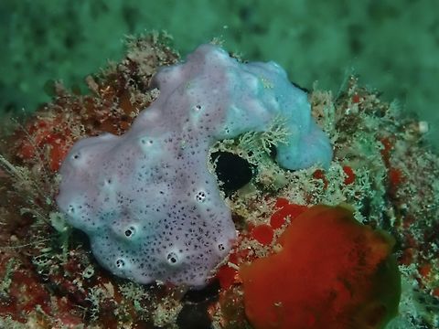 Sea Sponge - Chalinula velinea  Chalinula velinea,Mabul,Malaysia,Sabah,Sea Sponge